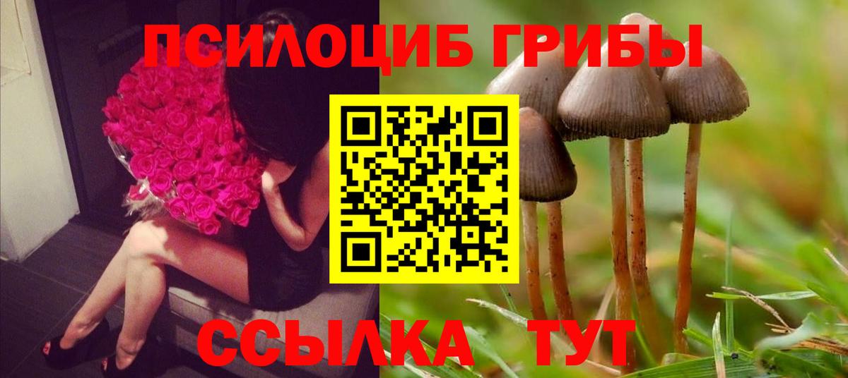 Галлюциногенные грибы Psilocybe Михайловка